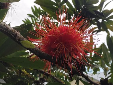 Rote Blüten der Brownea grandiceps im Sepilok Rainforest Discovery Centre – Malaysia & Borneo Familienreise