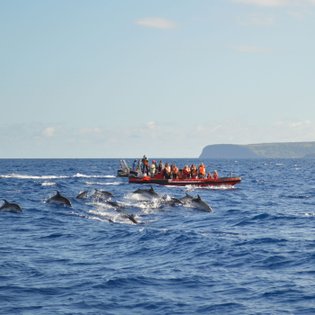 Eine Gruppe von Touristen beobachtet spielende Delfine in den Wellen des Ozeans, während ein Boot in der Nähe fährt.