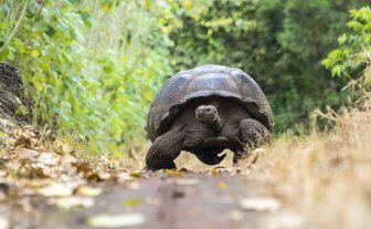 Riesenschildkröte in grüner Landschaft - Galapagos mit Kindern