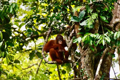 Ein Orang-Utan sitzt ruhig auf einem Ast hoch oben im Baum im Semenggoh Wildlife Center – Malaysia & Borneo Familienreise