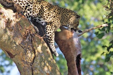 Ein Gepard frisst frisches Fleisch im Makutsi Game Reserve – Südafrika Reise mit Kindern