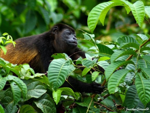 Mittelamerika Familienurlaub  - Affe im Regenwald Costa Rica