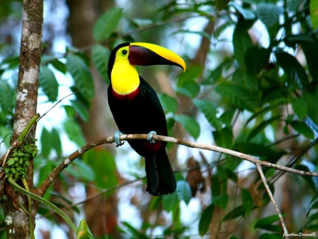 Mittelamerika mit Kindern - Vogel im Regenwald