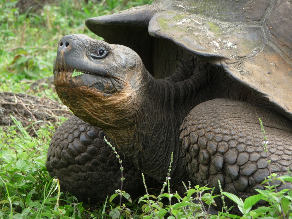 Südamerika mit Kindern - Riesenschildkröte