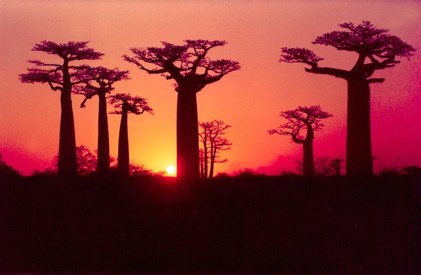 Madagaskar Familienreise - Baobab Bäume im Sonnenuntergang