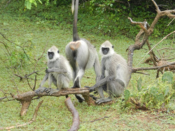 Sri Lanka mit Kindern - Affen