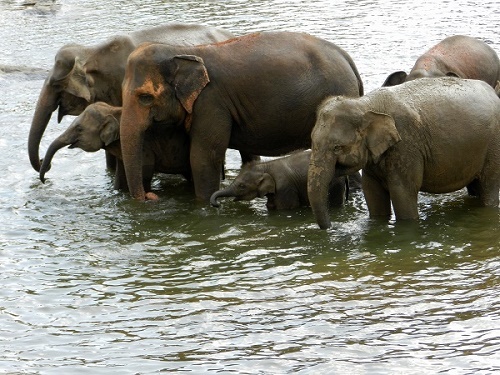 Sri Lanka Familienreise - Elefanten am Wasserloch