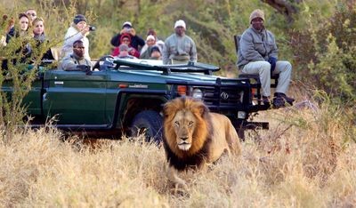 Südafrika Familienreise - Südafrika Family & Teens - Hluhluwe Nationalpark Löwe vor Jeep