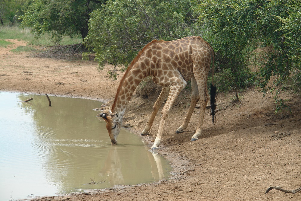 Südafrika mit Jugendlichen - Safari mit Jugendlichen erleben