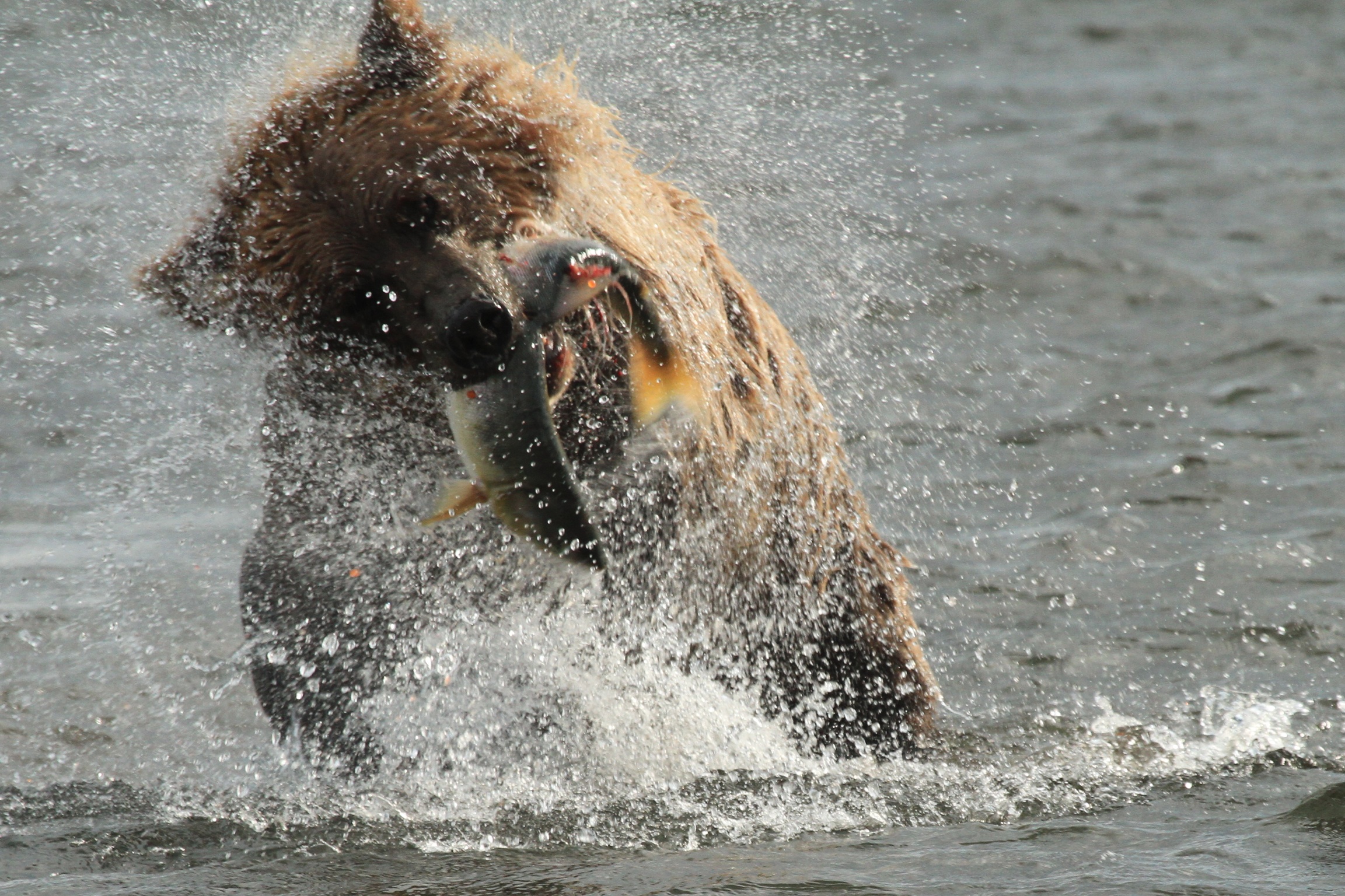 Kanada mit Kindern - Gründe nach Kanada zu reisen - Grizzlybär fängt Lachs