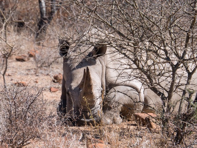 Namibia mit Kindern - Nashorn