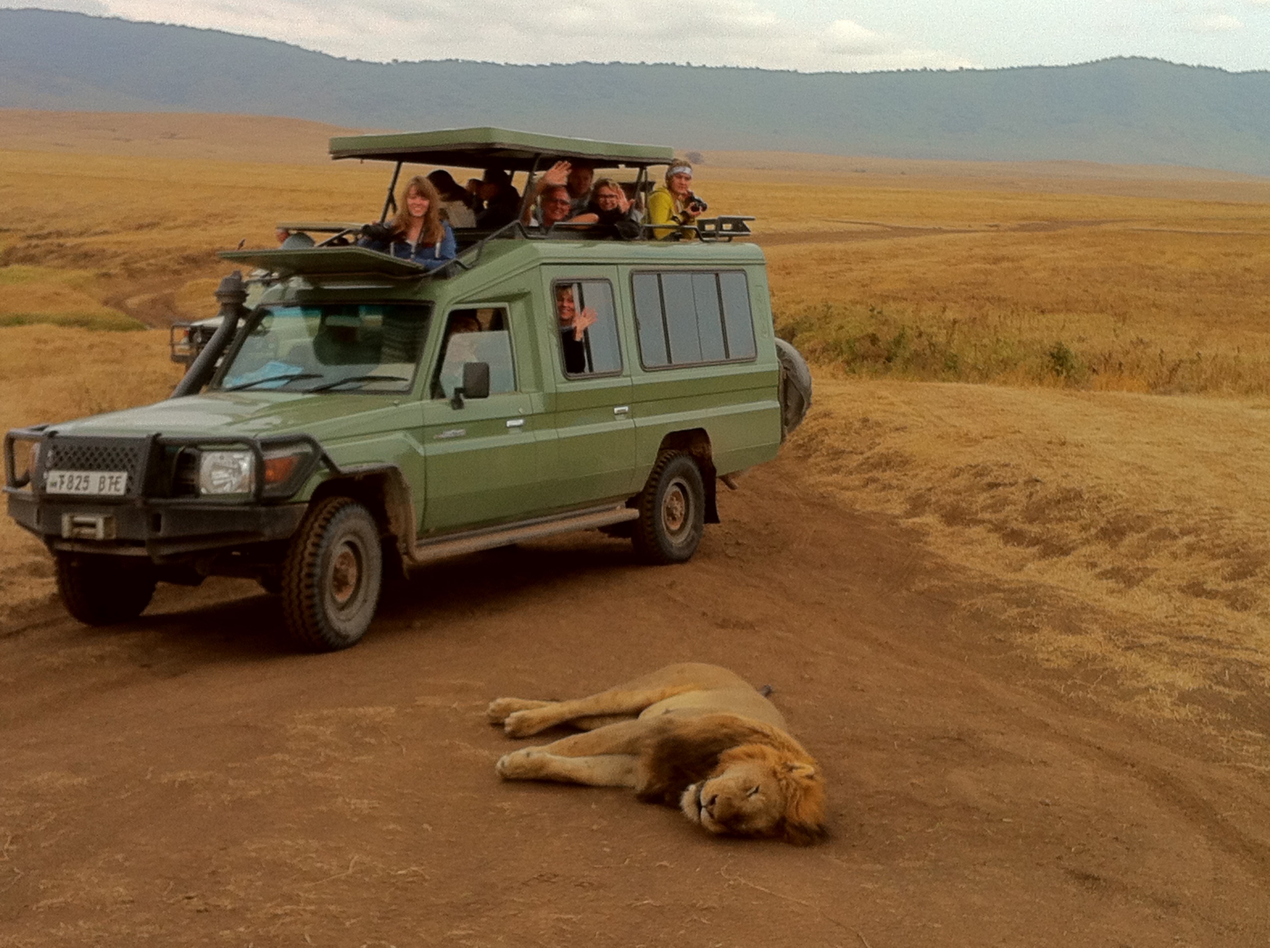 Fernreisen mit Kindern: Warum Fernreisen als Familie - Indien mit Kindern - Löwe und Jeep in Tansania