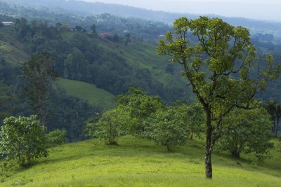 Costa Rica mit Kindern - Wald in La Tigra
