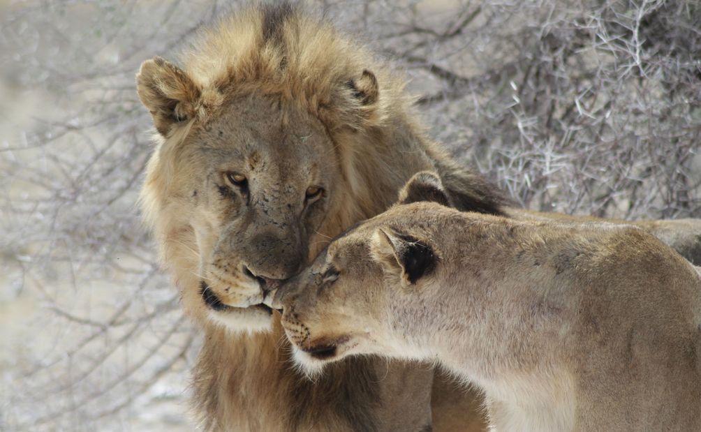 Löwen beobachten während einer Südafrika Reise mit Jugendlichen