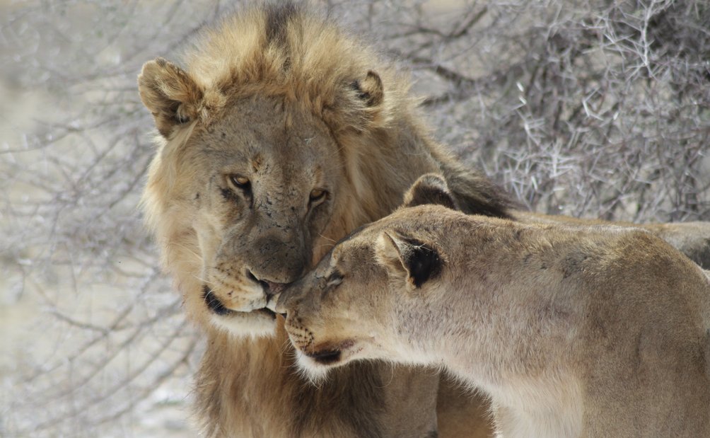 Safari Afrika mit Kindern - Safari Urlaub mit Kindern - Löwen