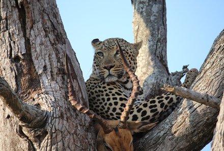 Südafrika Familienreise - Südafrika for family - Leopard im Baum