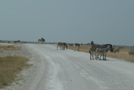 Namibia & Botswana mit Jugendlichen - Namibia & Botswana Family & Teens - Fahrt in den Etosha - Staubige Straße mit Zebras
