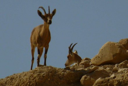 Familienurlaub Israel - Israel Teens on Tour - Steinbock