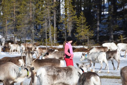 Schweden for family Winter - Rentiersafari - Rentiergruppe