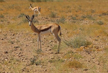 Familienreise Namibia - Namibia for family - Tierbeobachtungen bei der Game Drive Tour