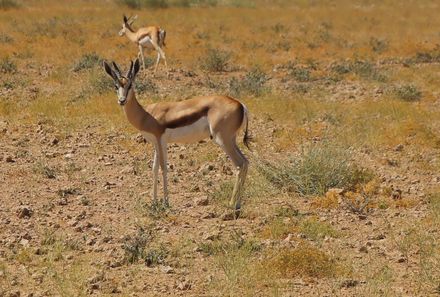 Namibia mit Kindern - Antilope