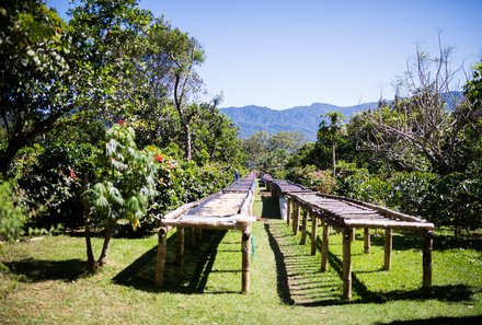 Panama for family individuell - Panama Familienreise - Kaffeeernte