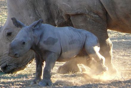Namibia mit Kindern - Nashornmutter und Baby