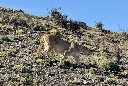 Patagonien mit Jugendlichen - Wandern mit Kindern in Argentinien und Chile - Puma streift herum