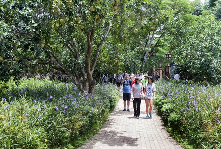 Vietnam for family Summer - Vietnam mit Kindern - Früchte am Baum 