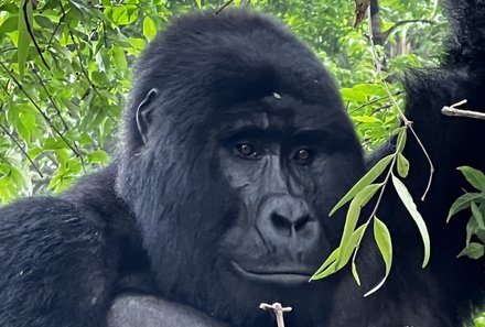 Safari Afrika mit Kindern - Safari Urlaub mit Kindern - beste Safari-Gebiete - Uganda - Gorilla-Tracking