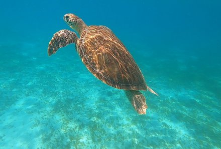 Familienreise Karibik- Karibik for family - Segelreise - Schildkröte im Wasser