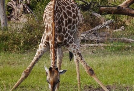Botswana Familienreise - Botswana Family & Teens - Giraffe trinkt am Fluss