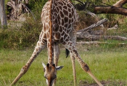 Namibia & Botswana mit Jugendlichen - Namibia & Botswana Family & Teens -Bwabwata Nationalpark - Giraffe
