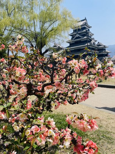 Japan for family - Bewertung - Sakura und Tempel Japan for family - Bewertung - Sakura und Tempel