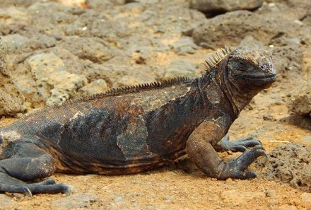 Galapagos mit Kindern - Galapagos for family - Leguan auf der Insel Santa Cruz