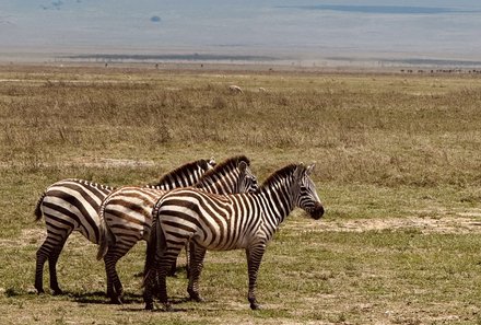 Familienreise Tansania - Tansania for family individuell deluxe - Zebras im Ngorongoro Krater
