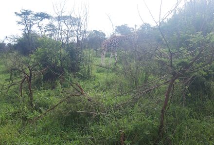 Uganda Individualreise - Uganda for family individuell - Giraffen im Mburo Nationalpark