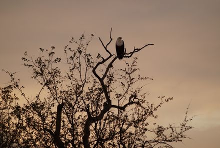 Garden Route mit Kindern Familiensafari - Südafrika Vögel