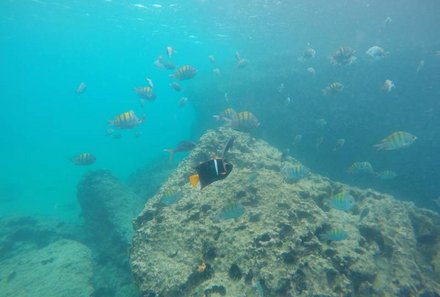 Galapagos Familienreise - Galapagos for family individuell - Fische 