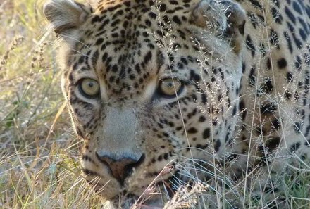 Safari Afrika mit Kindern - Safari Urlaub mit Kindern - beste Safari-Gebiete - Krüger Nationalpark - Leopard