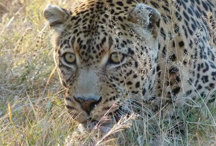 Familienurlaub Südafrika - Südafrika Teens on Tour - Leopard