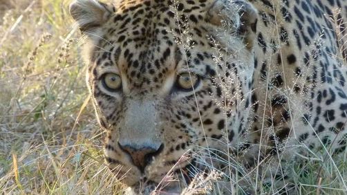 Safaris mit Kindern im Krüger Nationalpark zu Leoparden