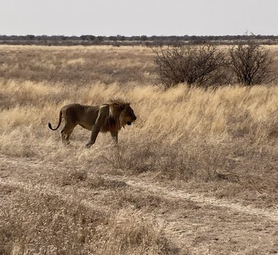 Namibia for family - Bewertung - Löwe in der Savanne