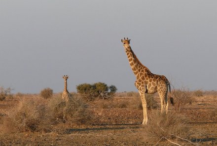 Namibia Familienreise individuell - Giraffen