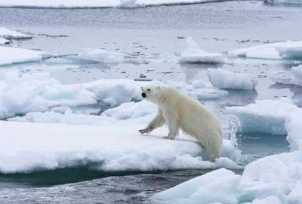 Familienreise Arktis - Arktis Reise mit Jugendlichen - Eisbär auf Eisschollen