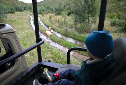 Garden Route mit Kindern  - Safari im Botlierskop Private Game Reserve - Löwe