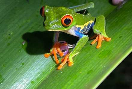 Costa Rica for family Junior - Costa Rica mit Kindern - Frosch