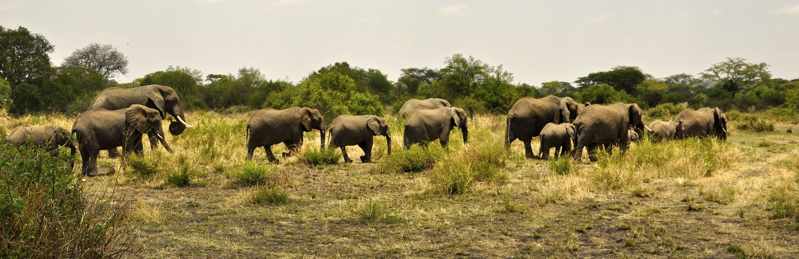 Tansania Familienreise - Elefanten