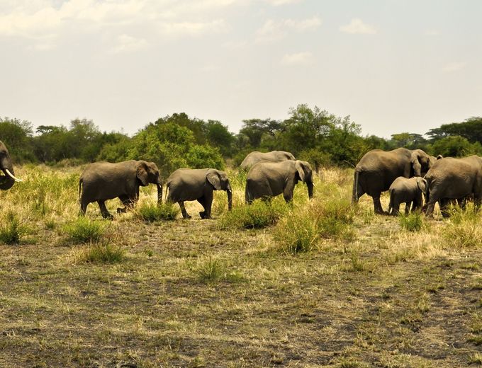 Tansania Familienreise - Elefanten