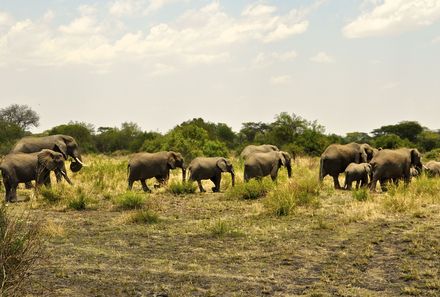Tansania Familienreise - Tansania Family & Teens individuell - Serengeti - Elefantenherde
